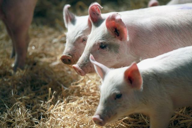 Die dänische Schweinemast rangiert bei der durchschnittlichen Futterverwertung im EU-Vergleich auf den vorderen Plätzen. Die dänische Schweinemast rangiert bei der durchschnittlichen Futterverwertung im EU-Vergleich auf den vorderen Plätzen.