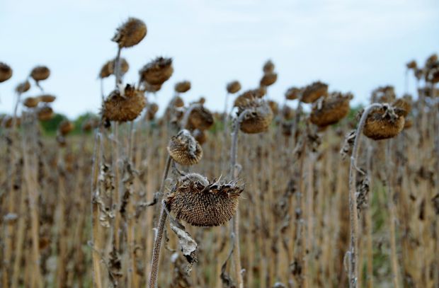 Die lange Dürre verursachte in Europa in der Landwirtschaft und mit vielen Waldbränden die meisten Kosten. Die lange Dürre verursachte in Europa in der Landwirtschaft und mit vielen Waldbränden die meisten Kosten.