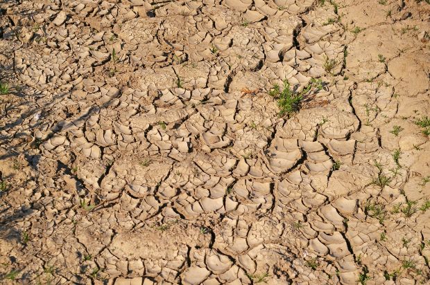 Insgesamt war der landwirtschaftliche Produktionswert 2018 wohl rückläufig. Wichtigste Ursache hierfür: die anhaltende Trockenheit. Insgesamt war der landwirtschaftliche Produktionswert 2018 wohl rückläufig. Wichtigste Ursache hierfür: die anhaltende Trockenheit.