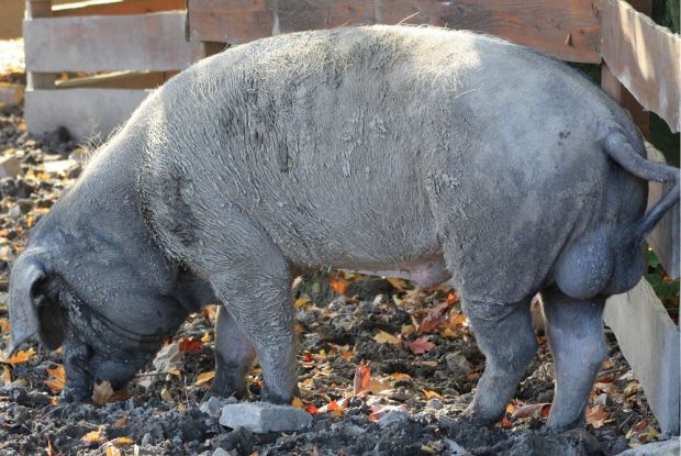 Höhere Leitfähigkeit und ein geringeres Wasserbindevermögen: Bei der Verwendung von Fleisch unkastrierter männlicher Tiere muss der Verarbeitungsprozess auf die besonderen Eigenschaften abgestimmt werden, sonst gibt es Probleme. Höhere Leitfähigkeit und ein geringeres Wasserbindevermögen: Bei der Verwendung von Fleisch unkastrierter männlicher Tiere muss der Verarbeitungsprozess auf die besonderen Eigenschaften abgestimmt werden, sonst gibt es Probleme.