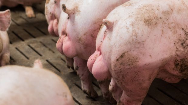 Der Bauernverband fordert von der Fleischwirtschaft die Abnahme von geimpften und ungeimpften Ebern. Der Bauernverband fordert von der Fleischwirtschaft die Abnahme von geimpften und ungeimpften Ebern.