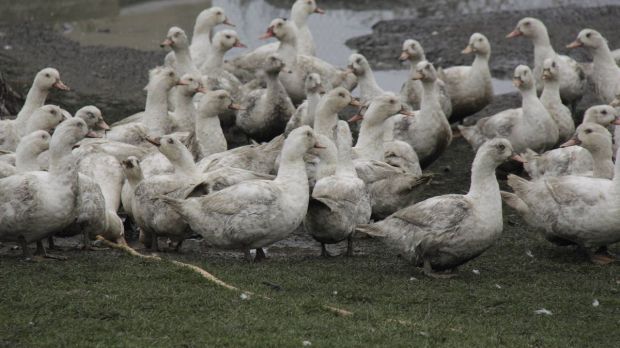 In Polen hat die Vogelgrippe zahlreiche Entenhalter getroffen. In Polen hat die Vogelgrippe zahlreiche Entenhalter getroffen.