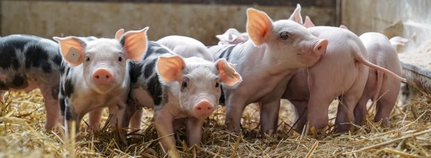 Ab 2021 darf nicht mehr ohne Betäubung kastriert werden. Noch ist unklar, wie die Branche mit dieser Herausforderung umgeht. Ab 2021 darf nicht mehr ohne Betäubung kastriert werden. Noch ist unklar, wie die Branche mit dieser Herausforderung umgeht.