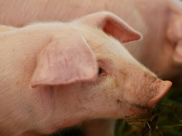 Die Fristverlängerung für den Aufschub der betäubungslosen Ferkelkastration endet im Dezember 2020. Die Fristverlängerung für den Aufschub der betäubungslosen Ferkelkastration endet im Dezember 2020.