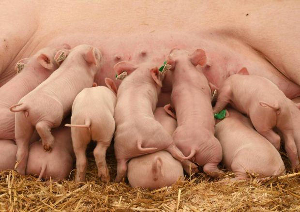 Fest steht: Ab 1. Januar 2021 stehen drei mögliche Verfahren zur Verfügung: die Ebermast, die Immunokastration oder die chirurgische Kastration nach Isofluran-Narkose. Fest steht: Ab 1. Januar 2021 stehen drei mögliche Verfahren zur Verfügung: die Ebermast, die Immunokastration oder die chirurgische Kastration nach Isofluran-Narkose.