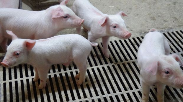 Dänemark exportiert die meisten Ferkel in die EU. Dänemark exportiert die meisten Ferkel in die EU.
