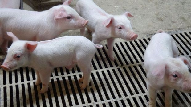 Dänemark steigerte den Auslandsabsatz für Ferkel erneut. Dänemark steigerte den Auslandsabsatz für Ferkel erneut.