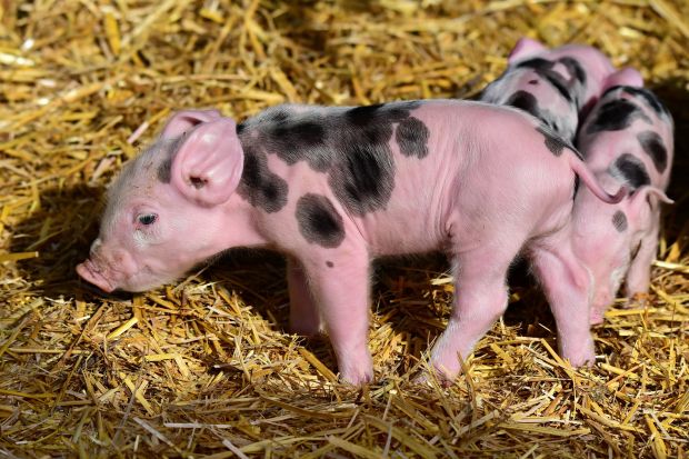 Für die Tierärzte vom TVT und für Provieh ist klar: Die Ferkelkastration unter Allgemeinanästhesie ist eine unnötige Amputation. Für die Tierärzte vom TVT und für Provieh ist klar: Die Ferkelkastration unter Allgemeinanästhesie ist eine unnötige Amputation.