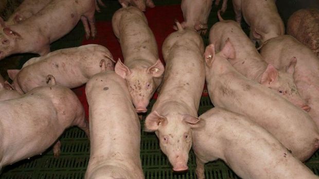 Der Preis für „Babyferkel“ wird jetzt mit Hilfe einer Tabelle von der Basisnotierung für 25 kg schwere Ferkel abgeleitet. Der Preis für „Babyferkel“ wird jetzt mit Hilfe einer Tabelle von der Basisnotierung für 25 kg schwere Ferkel abgeleitet.