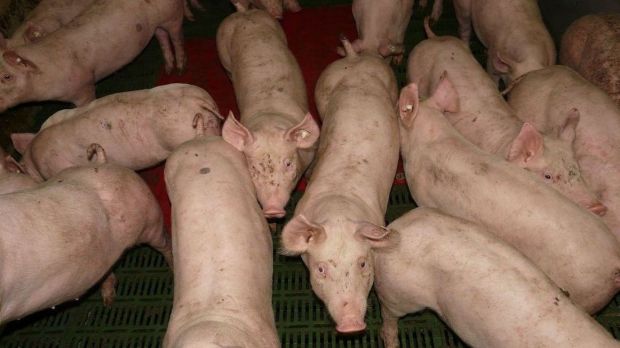 Die Einfuhr lebender Schweine nach Polen ist um sieben Prozent gestiegen. Dabei handelt es sich überwiegend um Ferkel. Die Einfuhr lebender Schweine nach Polen ist um sieben Prozent gestiegen. Dabei handelt es sich überwiegend um Ferkel.