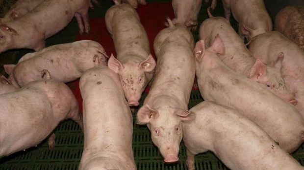 Wichtigster Kunde für holländische Ferkel blieb Deutschland Wichtigster Kunde für holländische Ferkel blieb Deutschland