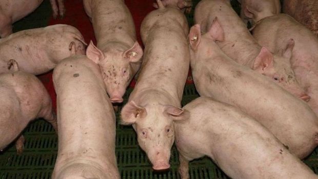 Um Tierschutz, Wirksamkeit, Wirtschaftlichkeit und die Praxistauglichkeit im Stall drehen sich einige Forschungsprojekte Um Tierschutz, Wirksamkeit, Wirtschaftlichkeit und die Praxistauglichkeit im Stall drehen sich einige Forschungsprojekte