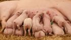 Ferkel stroh Ferkel stroh