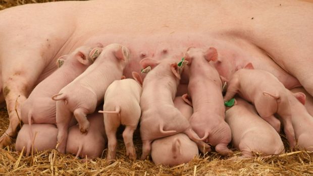 Die höheren Kosten für das Tierwohl sollen nach dem Vorschlag der Kommission vorwiegend Subventionen decken, die durch eine staatliche Abgabe finanziert werden. Die höheren Kosten für das Tierwohl sollen nach dem Vorschlag der Kommission vorwiegend Subventionen decken, die durch eine staatliche Abgabe finanziert werden.