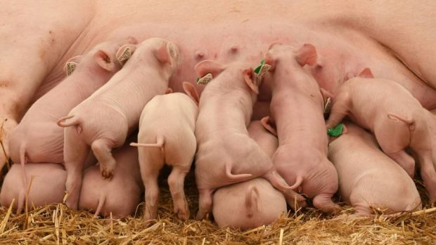 Das Ende der betäubungslosen Ferkelkastration zum Jahreswechsel 2020/2021 wird Auswirkungen auf die deutschen Leitnotierungen für Ferkel haben. Das Ende der betäubungslosen Ferkelkastration zum Jahreswechsel 2020/2021 wird Auswirkungen auf die deutschen Leitnotierungen für Ferkel haben.