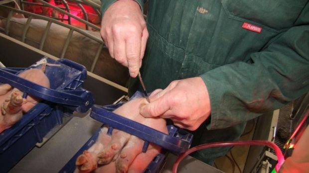 Landwirte und sachkundige Personen sollen die Narkose mit Isofluran nach Schulung ohne Tierarzt durchführen dürfen. Landwirte und sachkundige Personen sollen die Narkose mit Isofluran nach Schulung ohne Tierarzt durchführen dürfen.