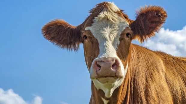 The IFA President said urgent action is required now by the Minister for Agriculture Michael Creed and the government. The IFA President said urgent action is required now by the Minister for Agriculture Michael Creed and the government.