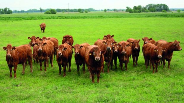 Unter besten Bedingungen wachsen diese Rinder im „Biospären-Reservat „Niedersächsischer Nationalpark“ heran. Unter besten Bedingungen wachsen diese Rinder im „Biospären-Reservat „Niedersächsischer Nationalpark“ heran.