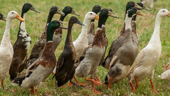 In Létavértes mussten auf einem Entenbetrieb insgesamt 115.550 Tiere gekeult werden. In Létavértes mussten auf einem Entenbetrieb insgesamt 115.550 Tiere gekeult werden.