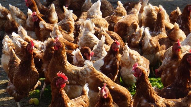 Die in den vergangenen Jahren stark gewachsene Produktion von Geflügel in der Ukraine empfinden viele Erzeuger in der EU als Bedrohung. Die in den vergangenen Jahren stark gewachsene Produktion von Geflügel in der Ukraine empfinden viele Erzeuger in der EU als Bedrohung.