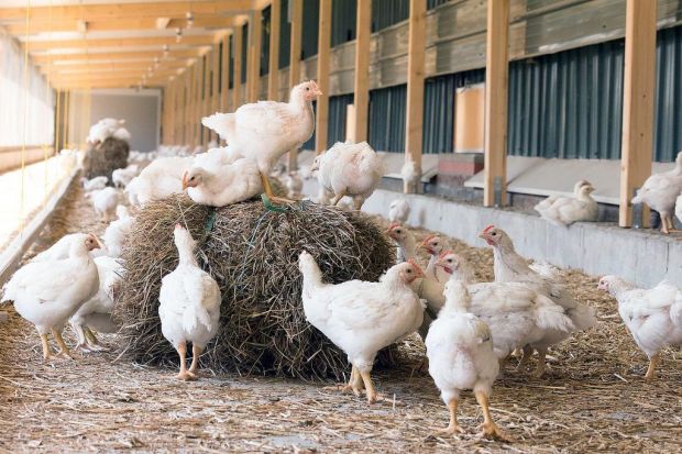 In den Ställen ermöglichen Stroh, Sitzstangen und Picksteine den Hähnchen ein artgerechteres Leben. In den Ställen ermöglichen Stroh, Sitzstangen und Picksteine den Hähnchen ein artgerechteres Leben.