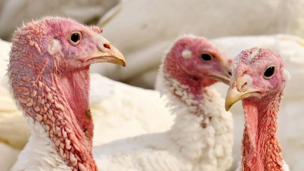 Während die Produktion von Geflügelfleisch in Deutschland weiter wächst, sinkt die Erzeugung von Schweinefleisch. Während die Produktion von Geflügelfleisch in Deutschland weiter wächst, sinkt die Erzeugung von Schweinefleisch.