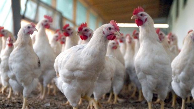 Trotz stetig wachsender Gefahr für den Menschen durch Antibiotikaresistenzen setzt die Geflügelindustrie die besonders lebenswichtigen Reservewirkstoffe ein. Trotz stetig wachsender Gefahr für den Menschen durch Antibiotikaresistenzen setzt die Geflügelindustrie die besonders lebenswichtigen Reservewirkstoffe ein.