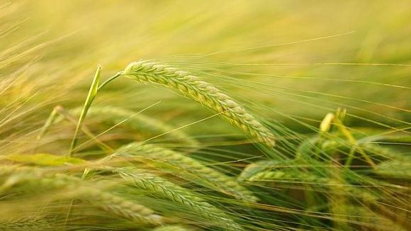 Die EU stellt zwischen 2014 und 2020 insgesamt fast neun Mrd. Euro für Initiativen für die Ernährungssicherung bereit. Die EU stellt zwischen 2014 und 2020 insgesamt fast neun Mrd. Euro für Initiativen für die Ernährungssicherung bereit.
