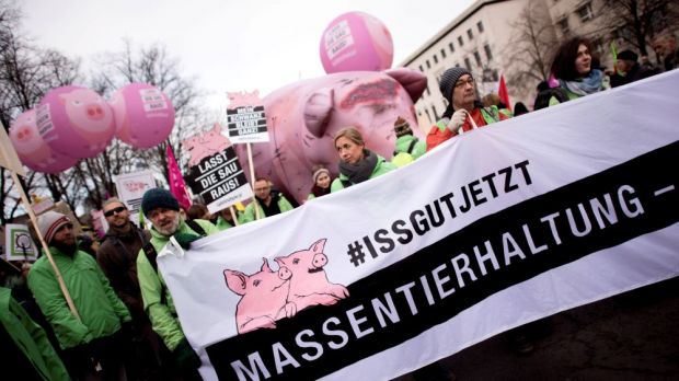 Bei der "Wir haben es satt"-Demonstration in Berlin forderte Greenpeace ein Ende der "Massentierhaltung". Am Samstag informierte die Organisation vor über 50 Supermärkten über die Haltungsbedingungen der Tiere. Bei der "Wir haben es satt"-Demonstration in Berlin forderte Greenpeace ein Ende der "Massentierhaltung". Am Samstag informierte die Organisation vor über 50 Supermärkten über die Haltungsbedingungen der Tiere.