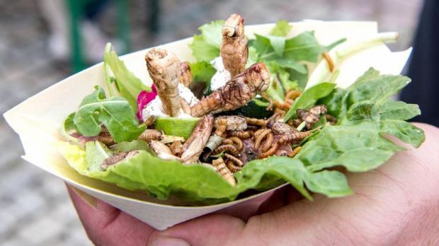 Snack mit Heuschrecken, Mehl- und Buffalowürmern auf Salat – in Zukunft salonfähig als alternative Proteinquelle? Snack mit Heuschrecken, Mehl- und Buffalowürmern auf Salat – in Zukunft salonfähig als alternative Proteinquelle?