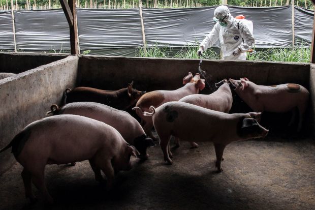 Schweinestall in Kabanjahe, Nord-Sumatra. Schweinestall in Kabanjahe, Nord-Sumatra.
