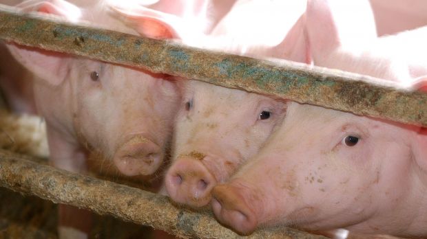 Die IGF untersucht derzeit, ob die Fütterung von Pflanzenkohle den unangenehmen Ebergeruch unterdrücken kann. Die IGF untersucht derzeit, ob die Fütterung von Pflanzenkohle den unangenehmen Ebergeruch unterdrücken kann.