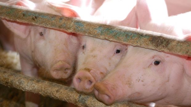 Das Verbundprojekt "Tierwohlampel" soll das Tierwohl objektiv messbar machen. Das Verbundprojekt "Tierwohlampel" soll das Tierwohl objektiv messbar machen.