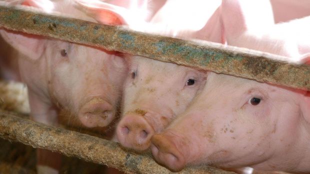 Das Tierwohlkennzeichnungsgesetz lässt weiter auf sich warten. Das Tierwohlkennzeichnungsgesetz lässt weiter auf sich warten.