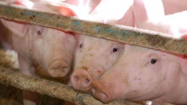 Das AEF fordert, über die Zielkonflikte zwischen Tierwohl und Klimaschutz zu diskutieren. Das AEF fordert, über die Zielkonflikte zwischen Tierwohl und Klimaschutz zu diskutieren.
