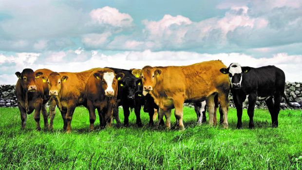 In Irland wurden Ende 2019 mehr Milchkühe gezählt. Die Gesamtzahl der Rinder ging allerdings leicht zurück. In Irland wurden Ende 2019 mehr Milchkühe gezählt. Die Gesamtzahl der Rinder ging allerdings leicht zurück.
