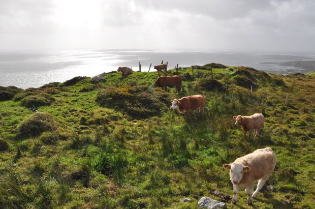 In Ireland, beef prices have fallen by 11 to 19% in recent months. In Ireland, beef prices have fallen by 11 to 19% in recent months.