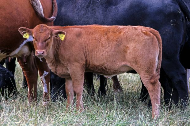 Das hochpreisige Fleisch von Jungbullen ist zurzeit weniger gefragt. Das hochpreisige Fleisch von Jungbullen ist zurzeit weniger gefragt.
