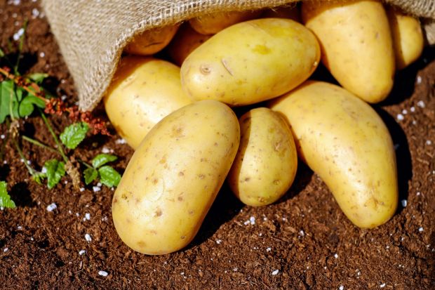 Kartoffeln müssen richtig gelagert werden. Kartoffeln müssen richtig gelagert werden.