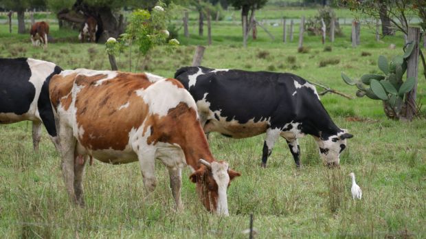 In der globalen Landwirtschaft werden nach Berechnungen des US-Agrarministeriums rund eine Milliarde Rinder gehalten, deren Methan-Emissionen die Erderwärmung fördern. In der globalen Landwirtschaft werden nach Berechnungen des US-Agrarministeriums rund eine Milliarde Rinder gehalten, deren Methan-Emissionen die Erderwärmung fördern.