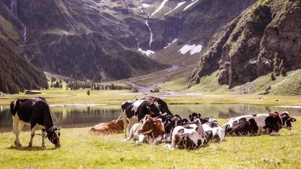 Die Regierung in Österreich sieht die eigenen hohen Standards durch das Abkommen mit den Mercosur-Ländern gefährdet. Die Regierung in Österreich sieht die eigenen hohen Standards durch das Abkommen mit den Mercosur-Ländern gefährdet.