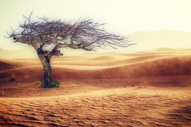 Der Bericht macht deutlich, dass der Klimawandel den Druck auf Landsysteme verstärkt. Der Bericht macht deutlich, dass der Klimawandel den Druck auf Landsysteme verstärkt.