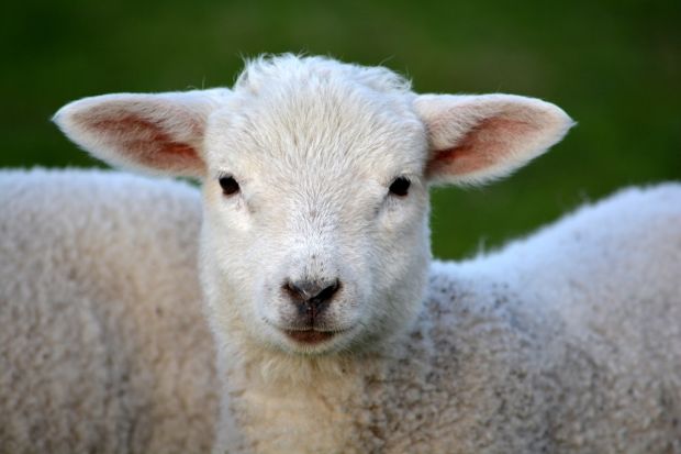Für Australiens Landwirte gelten nun gleiche Wettbewerbsbedingungen wie für den Hauptkonkurrent Neuseeland. Für Australiens Landwirte gelten nun gleiche Wettbewerbsbedingungen wie für den Hauptkonkurrent Neuseeland.
