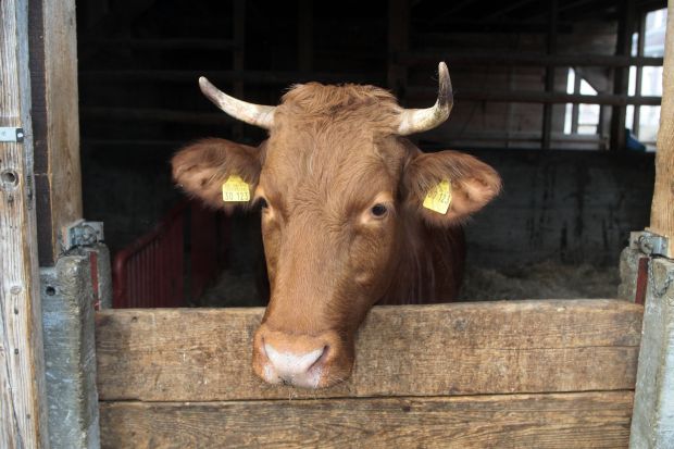Das Limpurger Rind ist ein widerstandsfähiges, langlebiges und fleischbetontes Zweinutzungsrind. Die Population von 36 Bullen und 608 Kühen befindet sich hauptsächlich in Süddeutschland.
Das Limpurger Rind ist ein widerstandsfähiges, langlebiges und fleischbetontes Zweinutzungsrind. Die Population von 36 Bullen und 608 Kühen befindet sich hauptsächlich in Süddeutschland.