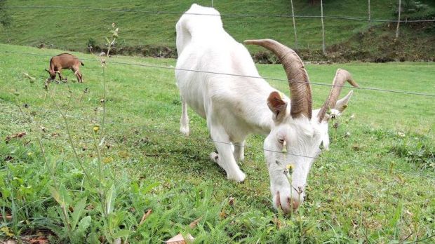 Schonender Landschaftspfleger: Ziegen halten die Landschaft offen und liefern überdies noch zartes, wohlschmeckendes und eiweißreiches Fleisch. Schonender Landschaftspfleger: Ziegen halten die Landschaft offen und liefern überdies noch zartes, wohlschmeckendes und eiweißreiches Fleisch.