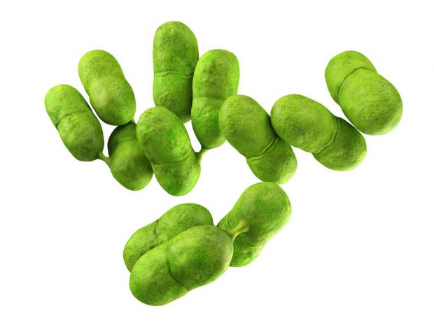 Listerien sind sehr widerstandsfähige, wenig anspruchsvolle Bakterien und unter Extrembedingungen wie Tiefgefrieren, Trocknen oder Sauerstoffausschluss überlebensfähig. Listerien sind sehr widerstandsfähige, wenig anspruchsvolle Bakterien und unter Extrembedingungen wie Tiefgefrieren, Trocknen oder Sauerstoffausschluss überlebensfähig.