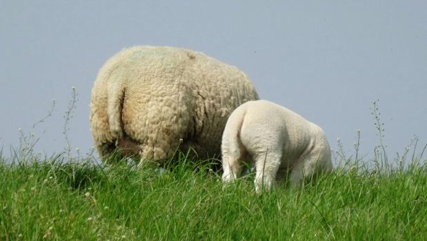 Lämmer lassen sich im Vorfeld des Osterfests zügig vermarkten. Lämmer lassen sich im Vorfeld des Osterfests zügig vermarkten.