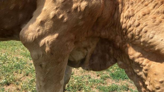 Ihren Namen hat die Erkrankung wegen der sogenannten "Lumps" (übersetzt Klumpen, Brocken) in der Haut, die am ganzen Körper der Rinder auftreten können. Ihren Namen hat die Erkrankung wegen der sogenannten "Lumps" (übersetzt Klumpen, Brocken) in der Haut, die am ganzen Körper der Rinder auftreten können.