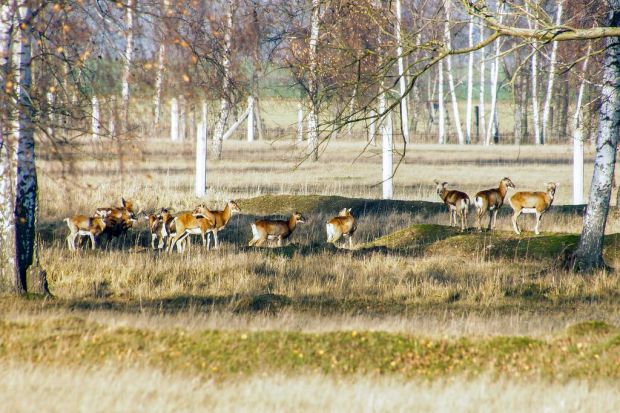 Auf dem rund 80 Hektar großen Areal grasen Rotwild, Mufflons und Büffel friedlich nebeneinander. Auf dem rund 80 Hektar großen Areal grasen Rotwild, Mufflons und Büffel friedlich nebeneinander.
