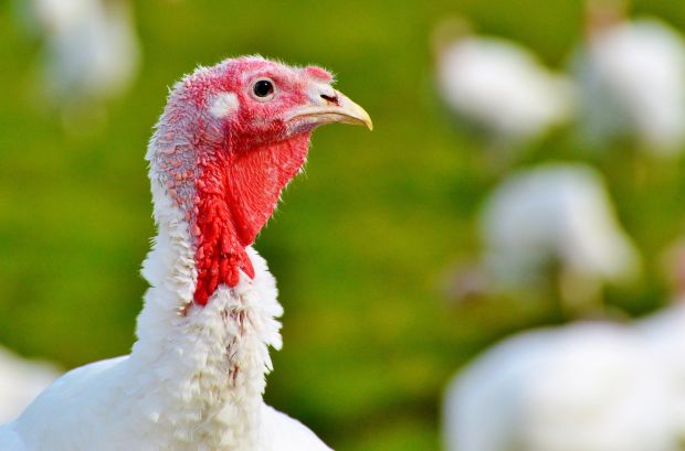 Gerade bei Mastputen ist der Einsatz so genannter Reserveantibiotika immer noch sehr hoch. Gerade bei Mastputen ist der Einsatz so genannter Reserveantibiotika immer noch sehr hoch.